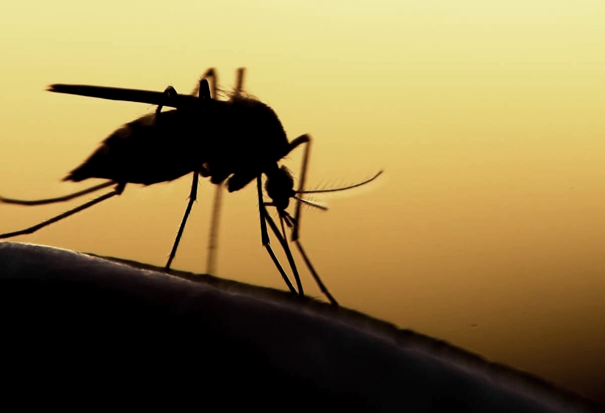 Calgary mosquito Control