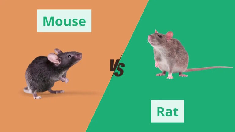 Mouse vs Rat