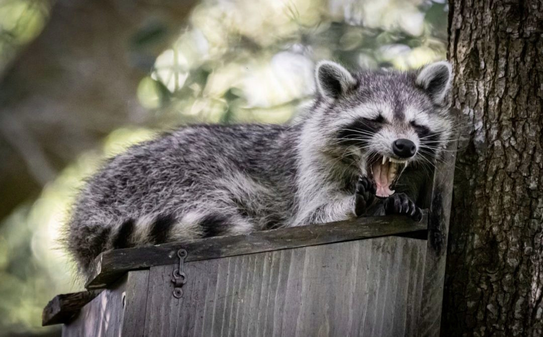 Raccoon Removal Calgary
