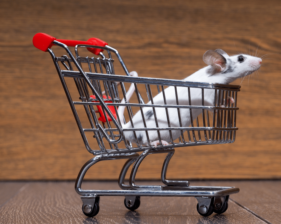 Retail Pest Control Calgary