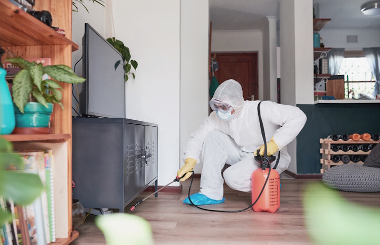 Rodent Infestation Calgary